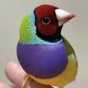 Pippineo